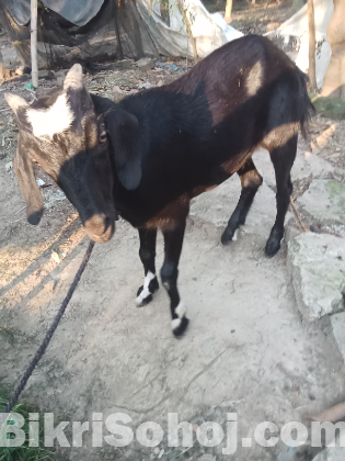 খাসি